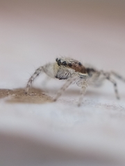 Menemerus bivittatus