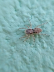 Menemerus bivittatus