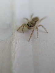 Menemerus bivittatus