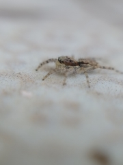 Menemerus bivittatus