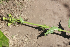 Sonchus asper asper