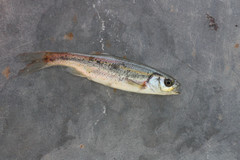 Richardsonius egregius