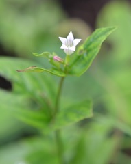 Spigelia humboldtiana