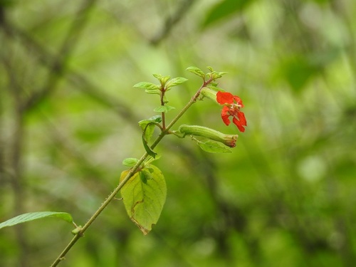 Cuphea intermedia (Cuphea intermedia)