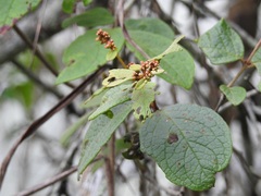 Heteropterys brachiata