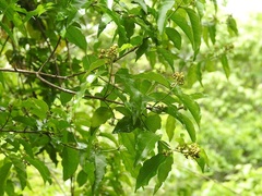 Tetrapterys schiedeana