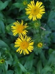 Pentanema britannica