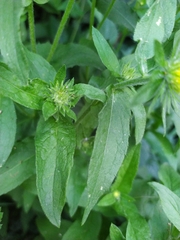 Pentanema britannica