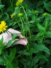 Pentanema britannica