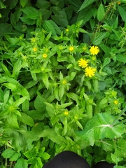 Pentanema britannica