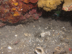 Odontodactylus scyllarus