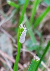 Lepidoptera