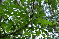 Cedrela salvadorensis