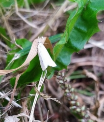 Lepidoptera