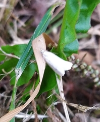 Lepidoptera
