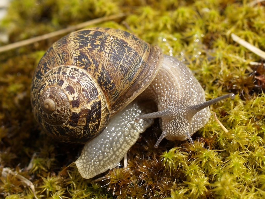 Garden Snail (OREGON: Rogue Valley, Klamath Basin, Crater Lake