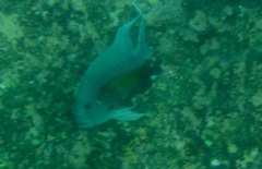 Stegastes acapulcoensis