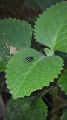 Naubolus