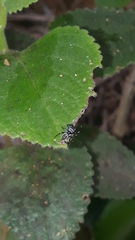 Naubolus