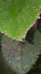 Naubolus