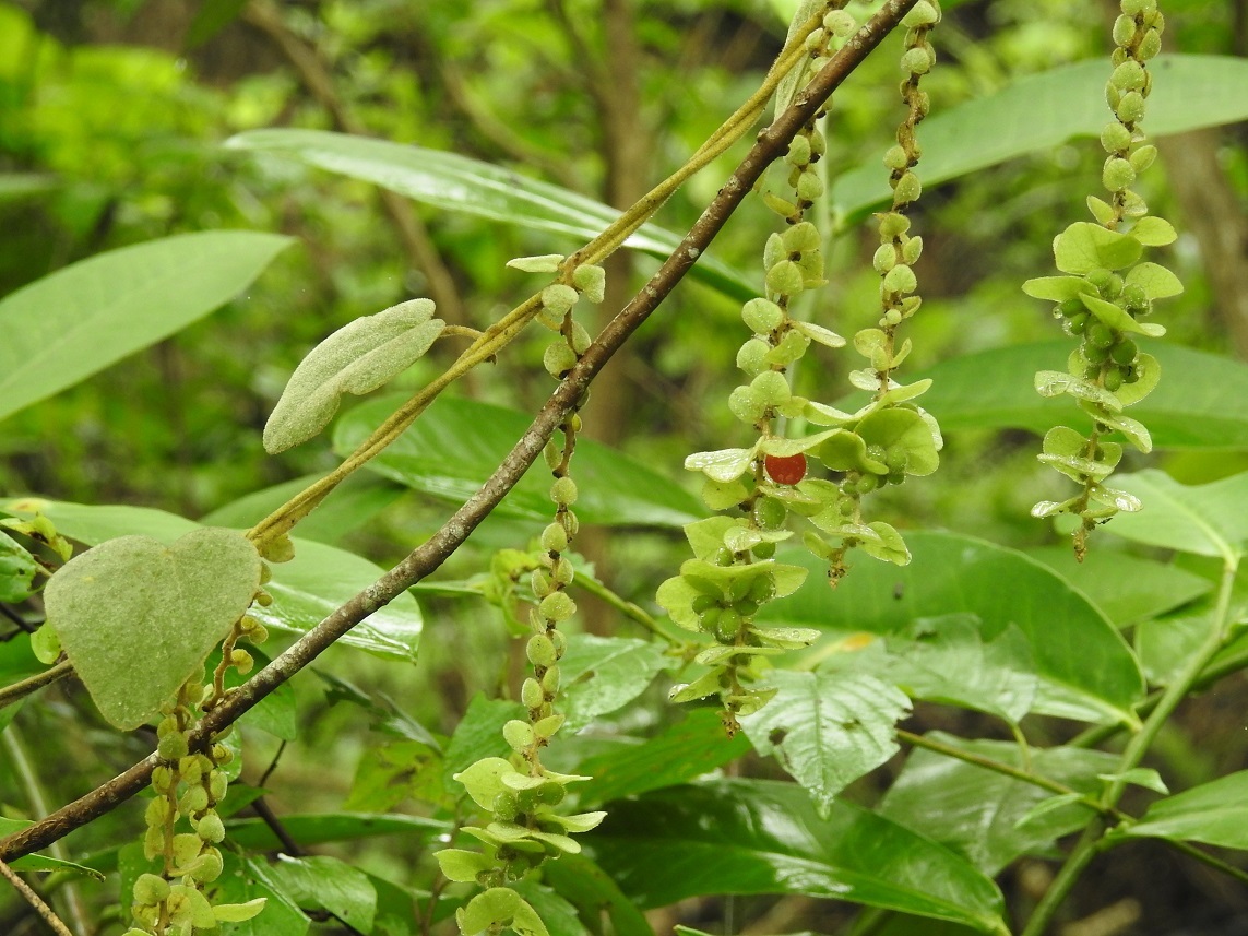 Cissampelos pareira