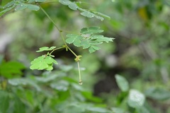 Zapoteca formosa formosa