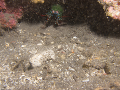 Odontodactylus scyllarus