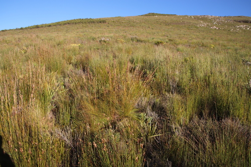 Image of Tetraria capillacea by (c) Tony Rebelo, some rights reserved (CC BY-SA)