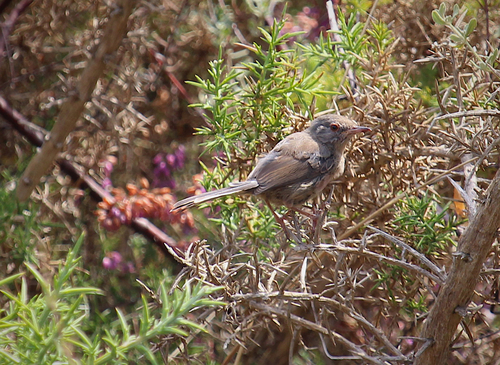 Curruca rabilarga (Curruca undata)
