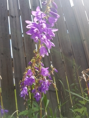 Campanula rapunculoides