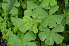 Oxalis nelsonii