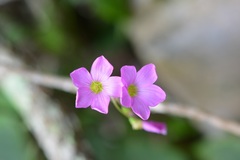 Oxalis nelsonii