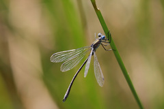 Lestes dryas