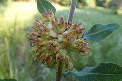 Asclepias obovata