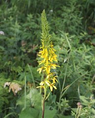 Ligularia stenocephala
