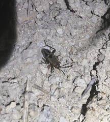 Rhyparochromus
