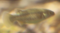 Crenichthys baileyi moapae