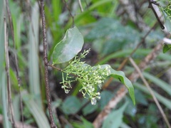 Struthanthus deppeanus