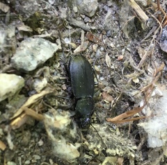 Licinus depressus