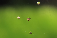 Pyrgulopsis