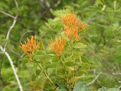 Psittacanthus schiedeanus