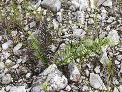 Pteris longifolia