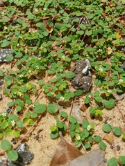 Euphorbia cordifolia