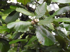 Quercus purulhana