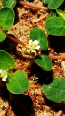 Euphorbia cordifolia