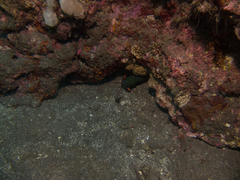 Odontodactylus scyllarus