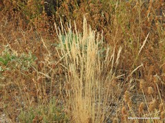 Corynephorus canescens