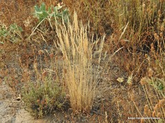 Corynephorus canescens