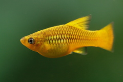 Variable Platyfish photo 3
