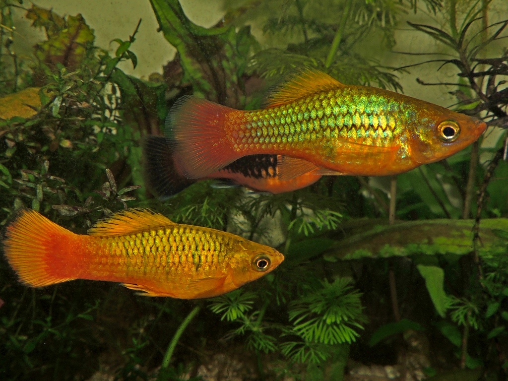 Platy perroquet (Xiphophorus variatus (Meek, 1904))